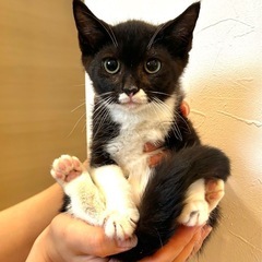 タキシード柄のかわいい女の子猫