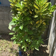 植木 クロトンの木の画像