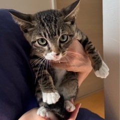 8/11からトライアル中です　白ソックスがかわいい男の子猫