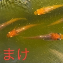 レッドクリフ紅白メダカ【1ペア〜】の画像
