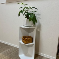 【無料】小さな白い棚（木製）の画像