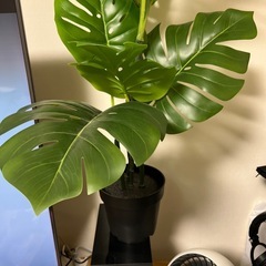 IKEA FEJKA フェイカ　モンステラ の画像