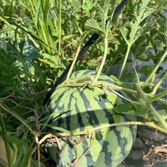 ⑦🍉訳ありスイカ🍉約4.5キロの画像