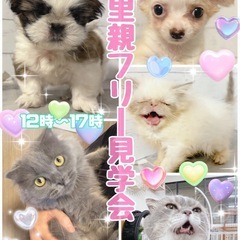 🐩わんにゃん里親フリー見学会🐈‍⬛