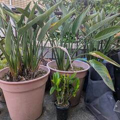 極楽鳥花の株分けの画像