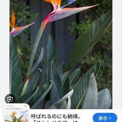 極楽鳥花の株分けの画像