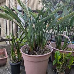 極楽鳥花の株分けの画像