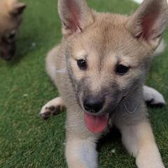 幸せなご縁に恵まれました。ありがとうございました。【金時ちゃん】