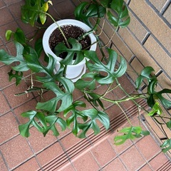 ヒメモンステラの画像