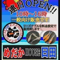 ♦改良めだか販売♦日田市 - ペット