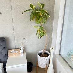 観葉植物フィカスアルテシマ鉢&スタンド付きの画像