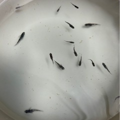 和墨メダカ（未選別）12匹 約1cm前後の画像