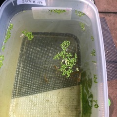 鳳凰改メダカ5匹の画像