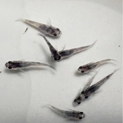 和墨メダカ（未選別）12匹 約1cm前後の画像