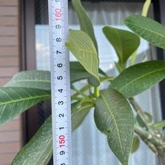 プルメリア鉢の画像
