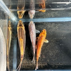 錦鯉3匹セットの画像