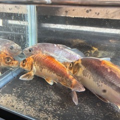 錦鯉3匹セットの画像