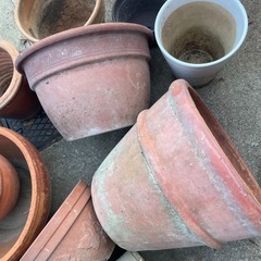 陶器植木鉢 胡蝶蘭　　大きな植木鉢の画像