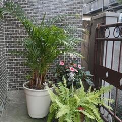 アレカヤシ🌴の画像