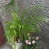 ランキングキーワードに紐づく投稿画像-観葉植物