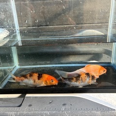 錦鯉3匹セット　②御三家の画像