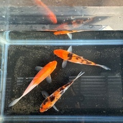錦鯉3匹セット　②御三家の画像