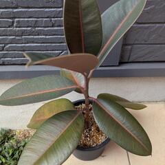 観葉植物の画像