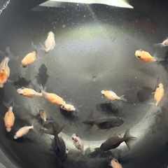 本日23時まで❗️ キャリコピンポンパール 幼魚20匹セットの画像