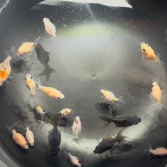 本日23時まで❗️ キャリコピンポンパール 幼魚20匹セットの画像