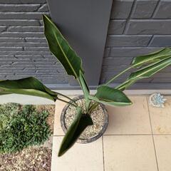 観葉植物　ストレリチアの画像