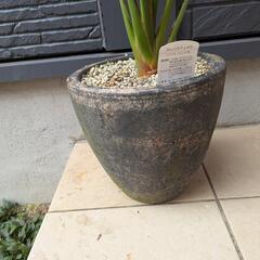 観葉植物　ストレリチアの画像