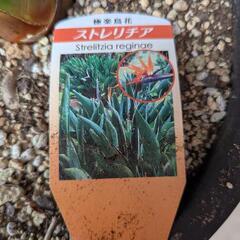 観葉植物　ストレリチアの画像