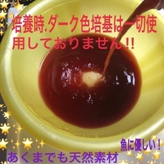 🅿️Ｓ🅱️熱帯魚金魚メダカ飼育に最強液体1500ml×【３本.高濃度】No1334🏮培養41年🏮レベル10濃度.培養🉑の画像