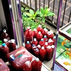 🅿️Ｓ🅱️熱帯魚金魚メダカ飼育に最強液体1500ml×【３本.高濃度】No1334🏮培養41年🏮レベル10濃度.培養🉑の画像
