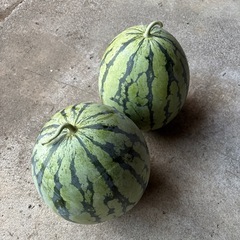 値下げしました！！縞王すいか！　　　　の画像
