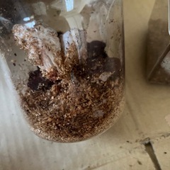 カブトムシ、ヘラクレスリッキーメスの画像