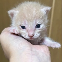7月19日生まれ ベージュ