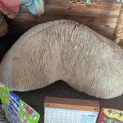 まとめ割りありますの画像