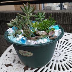 多肉植物 寄せ植えの画像