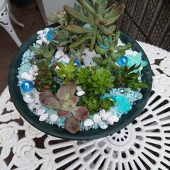 多肉植物 寄せ植えの画像