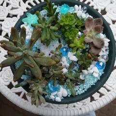 多肉植物 寄せ植えの画像