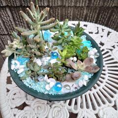 多肉植物 寄せ植えの画像