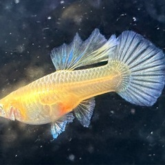 RREAモスコーグリーン 幼魚 10匹の画像