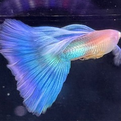 RREAモスコーグリーン 幼魚 10匹の画像