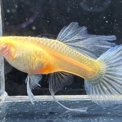 RREAモスコーグリーン 幼魚 10匹の画像