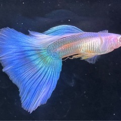 RREAモスコーグリーン 幼魚 10匹の画像
