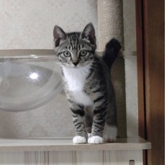 白ソックスがかわいい女の子猫