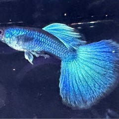 モスコーグリーン 幼魚 10匹の画像