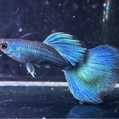 モスコーグリーン 幼魚 10匹の画像