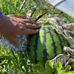 ③🍉訳ありスイカ🍉　約5.5キロの画像